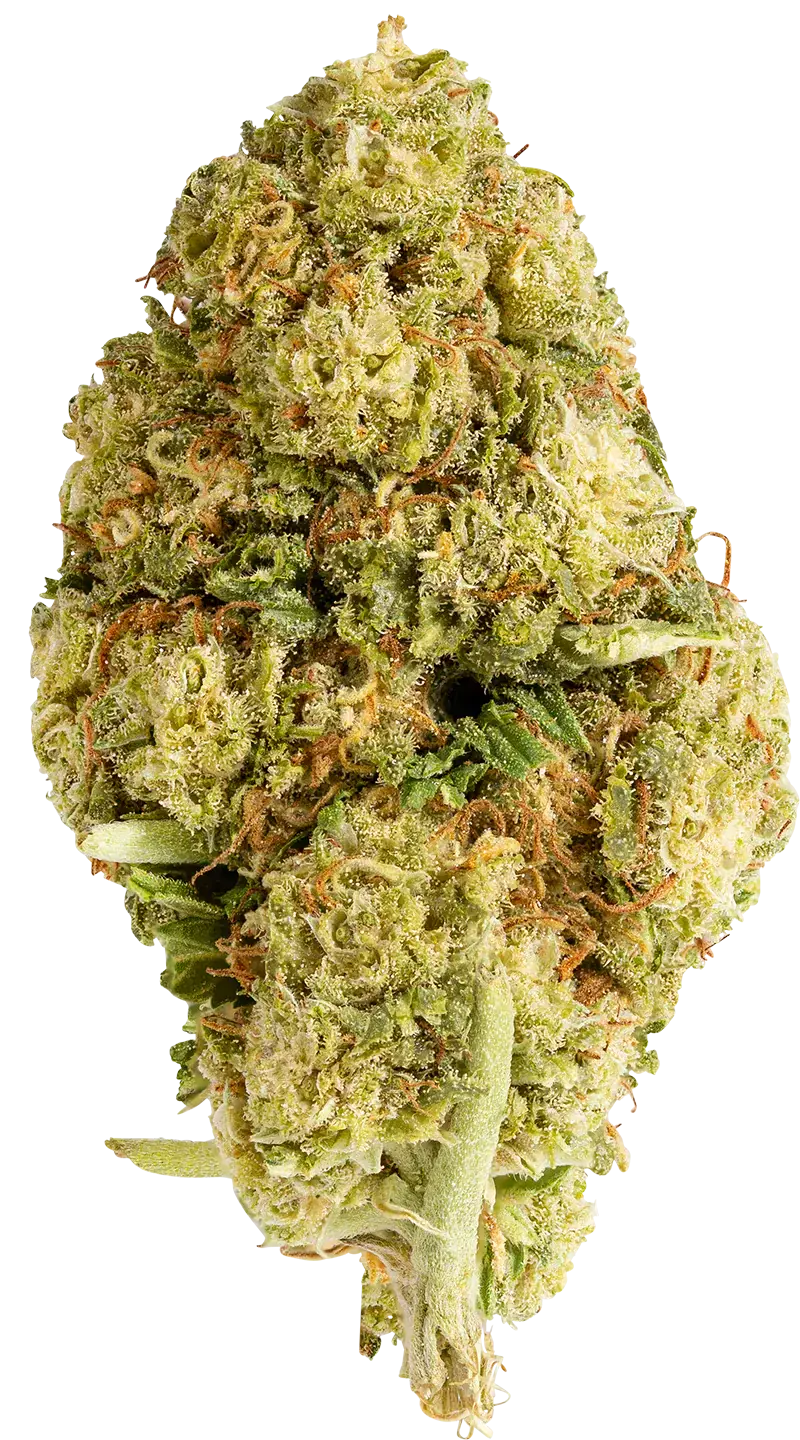 indica flower